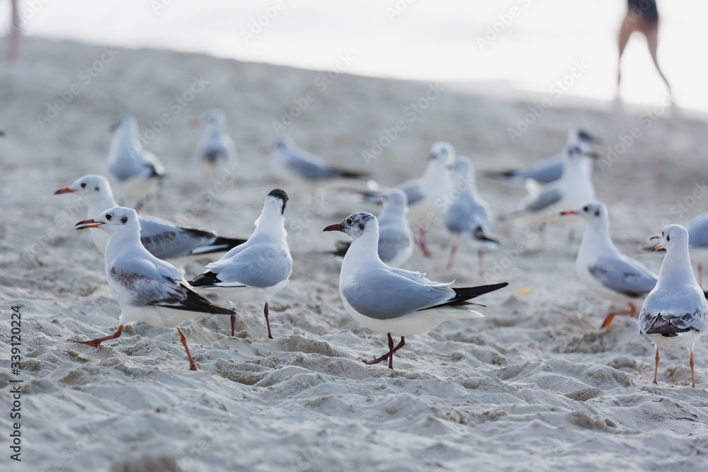 Seagulls on the beach in Hermosa watching the waves break on the shore waiting for food Seagulls on the beach in Hermosa watching the waves break on the shore waiting for food