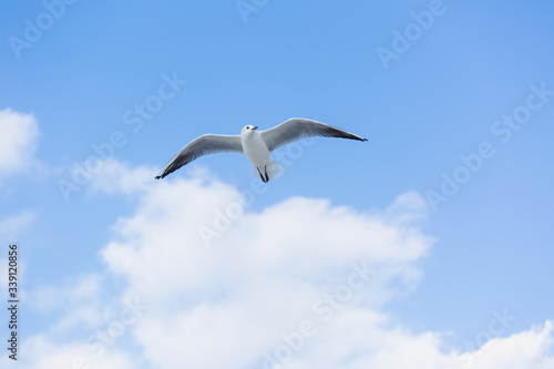 Seagull in flight against a blue sky, ascending with wings spread