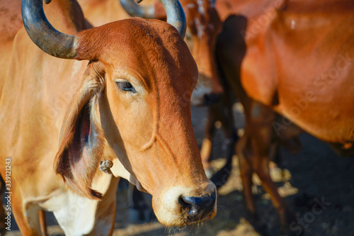 Indian cattle field ,Rural india photo