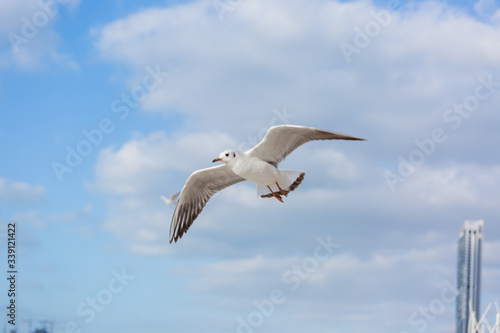 Seagull in flight against a blue sky, ascending with wings spread © Дмитрий Громов