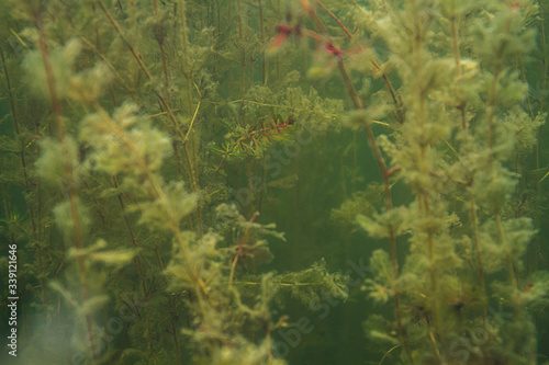 Algea forest photo