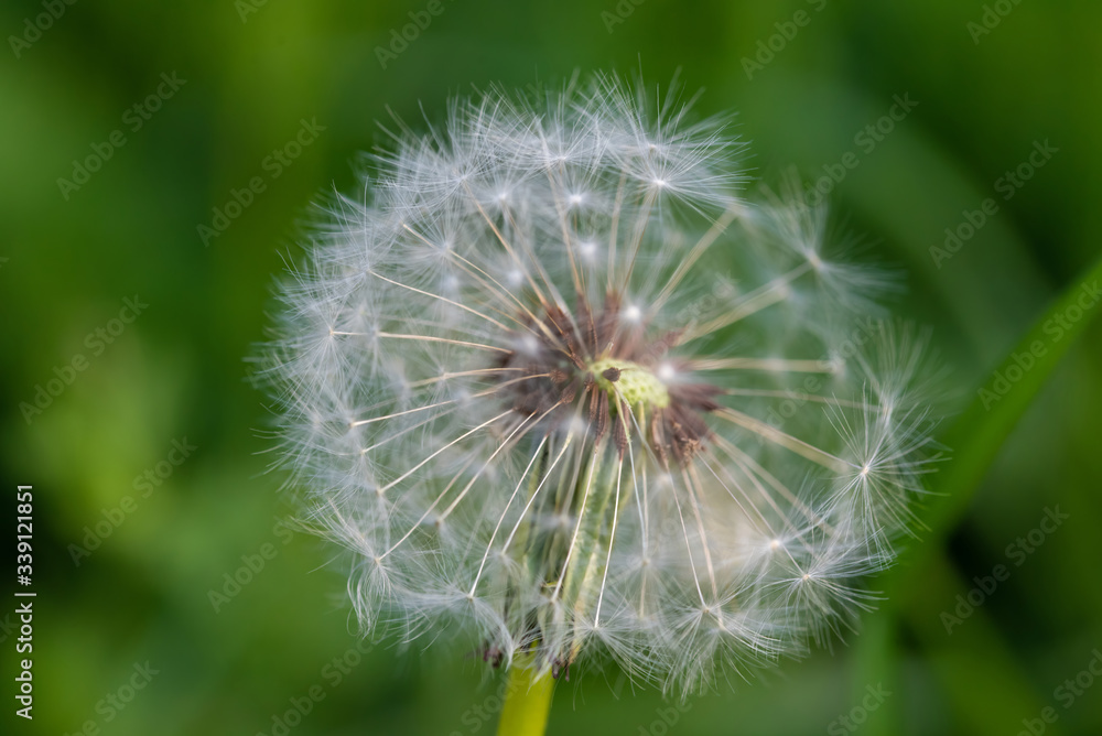 White fluffy dandelions, natural green blurred spring background, selective focus. White fluffy dandelions, natural green blurred spring background, selective focus.