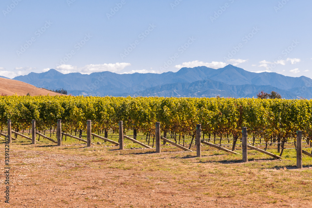 New Zealand vineyard at harvest time with autumn foliage and copy space