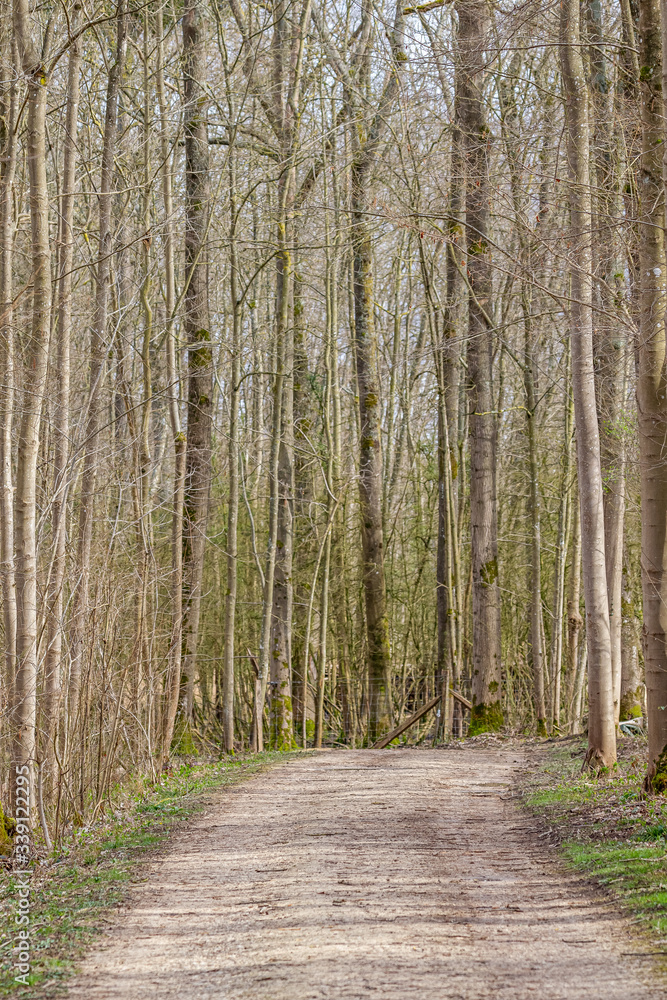 Fototapeta premium chemin sous bois