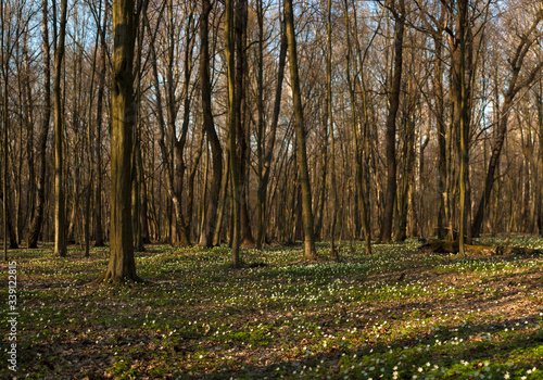 Panoramic photo of Anemone nemorosa flower in the forest in the sunny day. Wood anemone, windflower, thimbleweed. Fabulous green forest with blue and white flowers. Beautiful summer forest landscape.