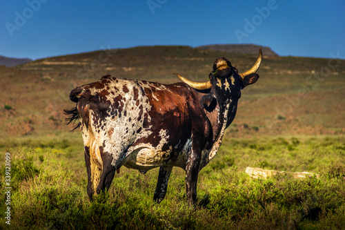 Photography Nguni Cow in the Karoo, South AFrica