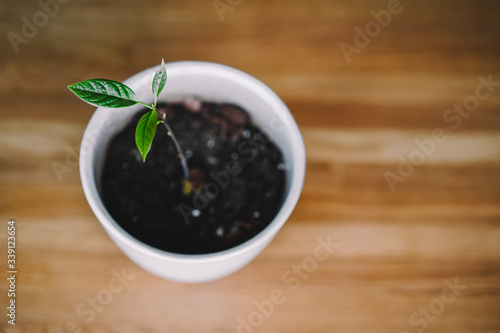 Avocado sprout, young home plant, minimalism, pot with a plant on a wooden surface
