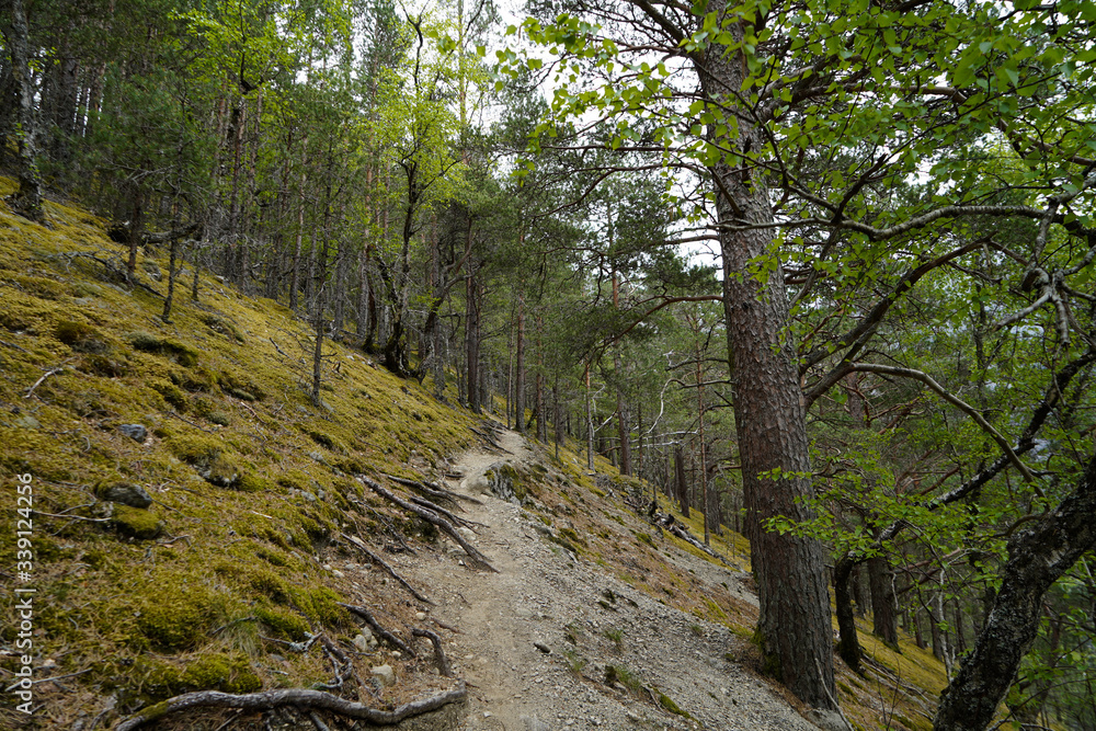 Path through the forest in the mountains in Norway. Path through the forest in the mountains in Norway.
