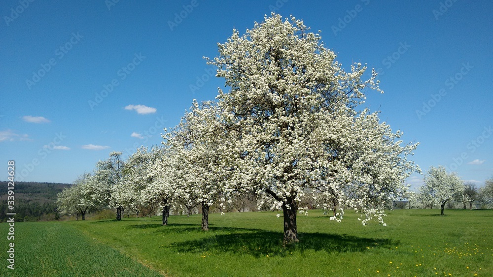 Birnenblüte auf Streuobstwiese (Standort: Albvorland, BaWü, Deutschland) Birnenblüte auf Streuobstwiese (Standort: Albvorland, BaWü, Deutschland)