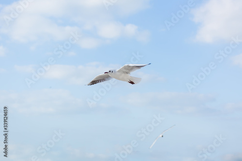 Seagull in flight against a blue sky  ascending with wings spread