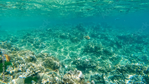 Underwater coral reef ecosystem in thailand © evgenii_v