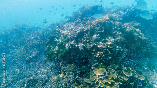 Fototapeta Naklejka Na Ścianę i Meble -  Underwater coral reef ecosystem in thailand