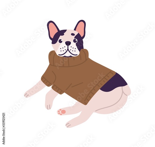 Adorable friendly french bulldog breed wearing knitted sweater lying isolated on white background. Cute domestic animal in funny clothes vector flat illustration. Cartoon dog relaxing in warm jumper