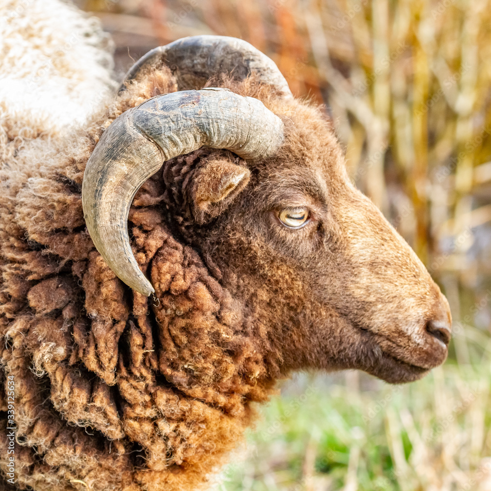 Fototapeta premium bélier 