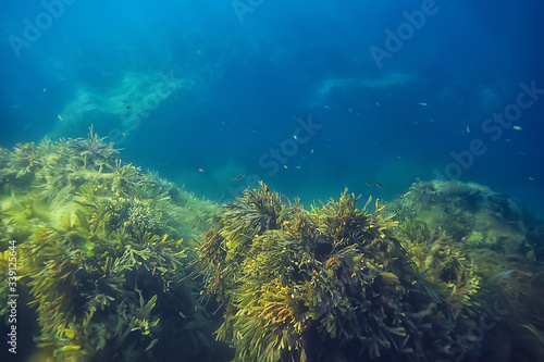 underwater landscape reef with algae, sea north, view in the cold sea ecosystem © kichigin19