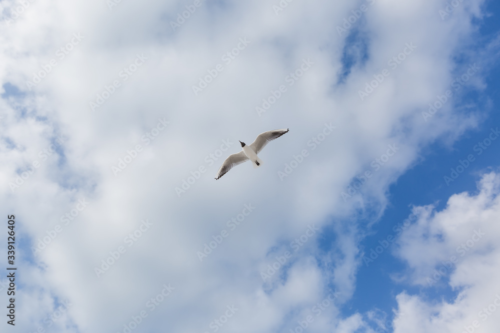 Seagull in flight against a blue sky, ascending with wings spread Seagull in flight against a blue sky, ascending with wings spread