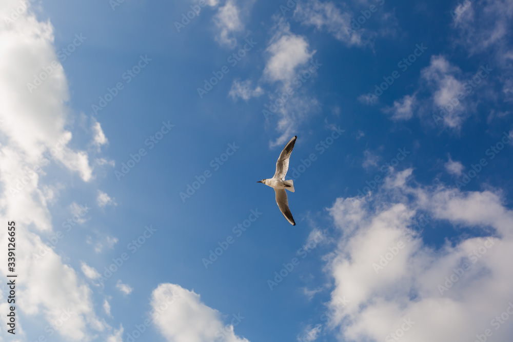 Fototapeta premium Seagull in flight against a blue sky, ascending with wings spread