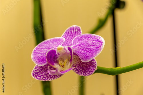 Magnificent cream flower of the Phalaenopsis Orchid