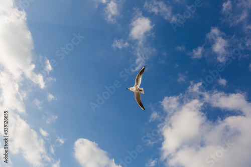 Seagull in flight against a blue sky  ascending with wings spread