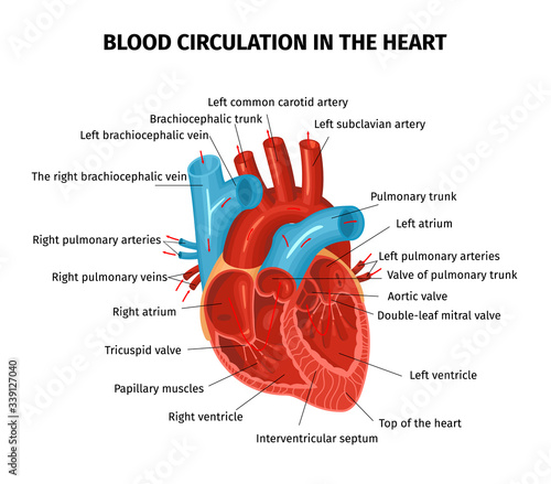 Heart Blood Flow Composition