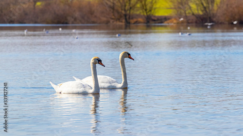 Couple of swans floating on river  concept of love and loyalty