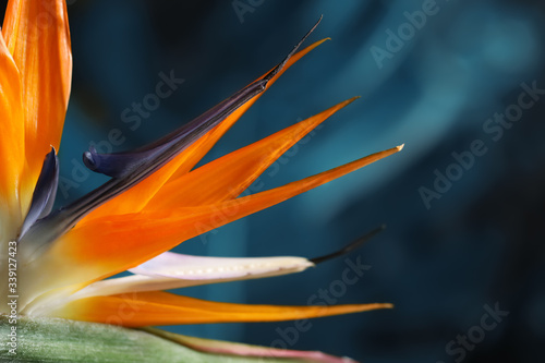 Bird of Paradise tropical flower on blurred background, closeup