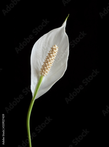 white lily isolated on black