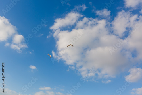 Seagull in flight against a blue sky, ascending with wings spread