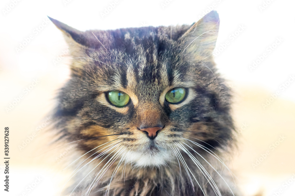 Closeup portrait of fluffy cat with green eyes