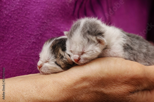 Two little newborn kittens in the hands of a woman, love for animals
