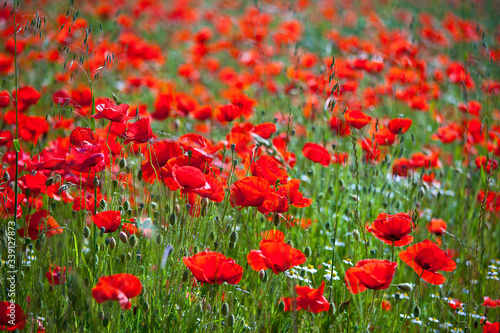 Fleurs de coquelicots dans une prairie en été.