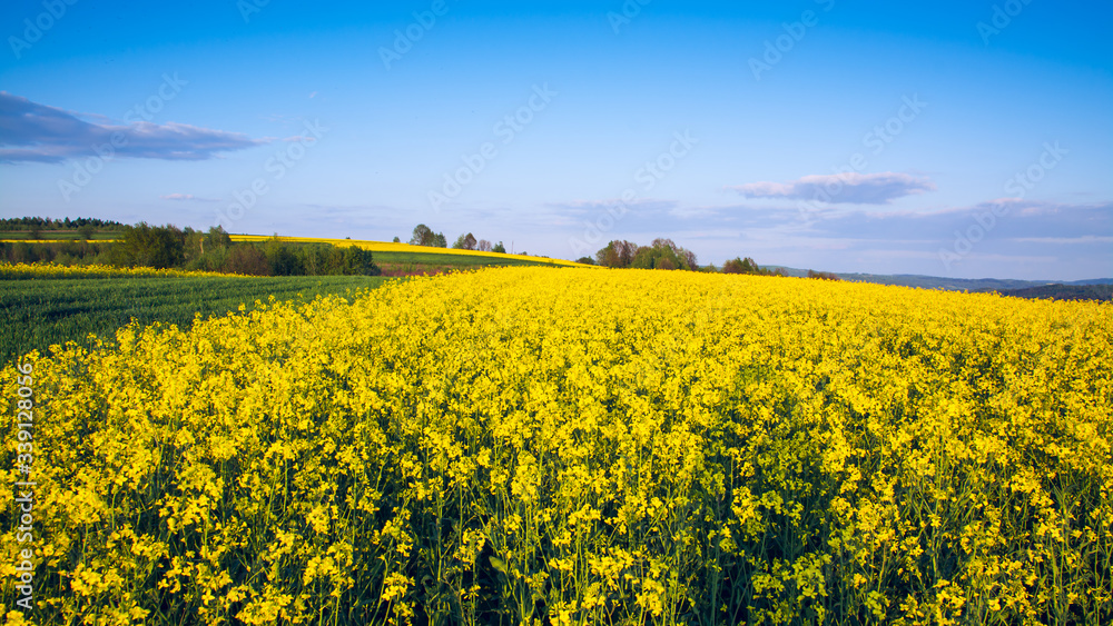 Obraz premium field of rape