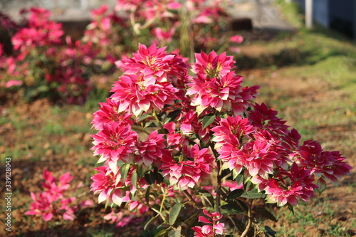 Wallpaper Mural some good scenes created by nature.......capaturing those scenes are joyful. Torontodigital.ca