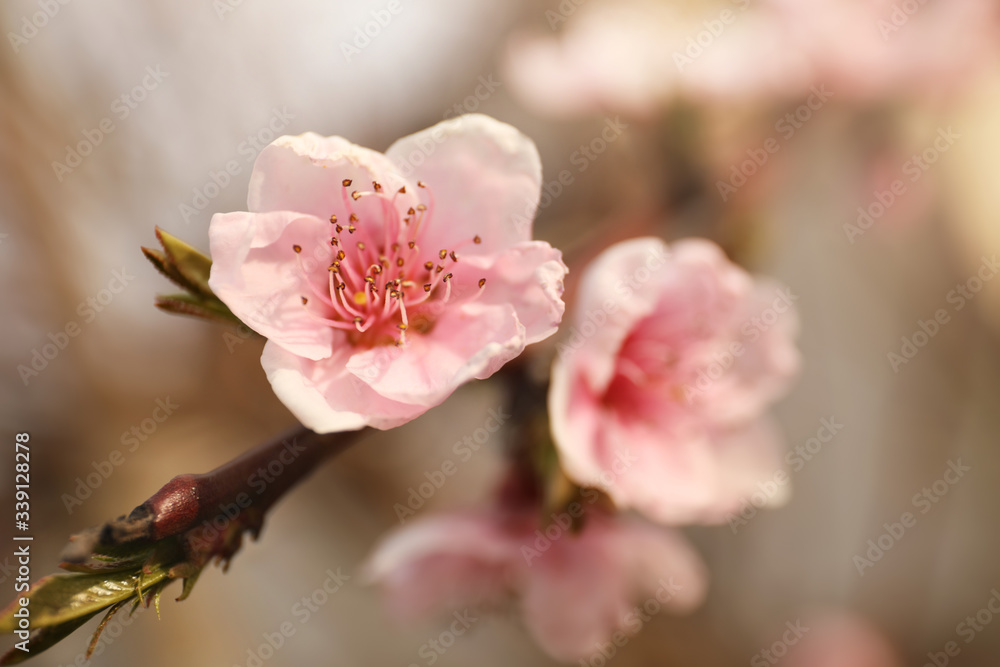 Closeup view of blossoming tree outdoors on spring day Closeup view of blossoming tree outdoors on spring day
