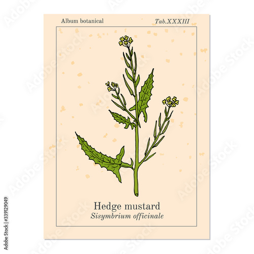 Hedge mustard Sisymbrium officinale , medicinal plant
