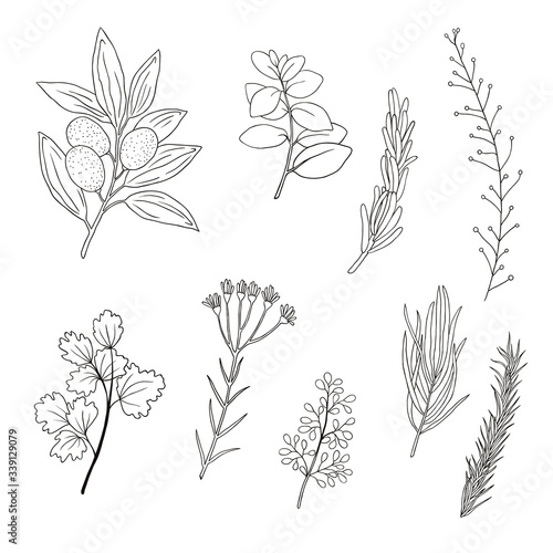 Set of hand drawn plant elements. doodle herbs and spices
