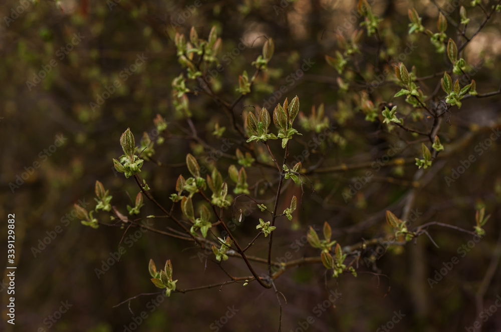 green leaves in the forest green leaves in the forest