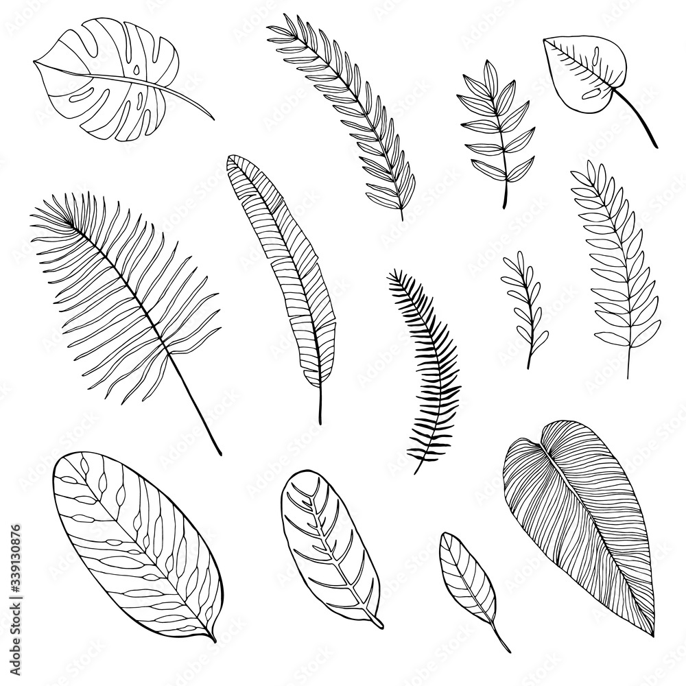 Set of hand drawn tropical leaves. outline drawing