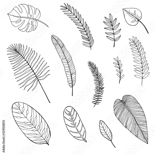 Set of hand drawn tropical leaves. outline drawing