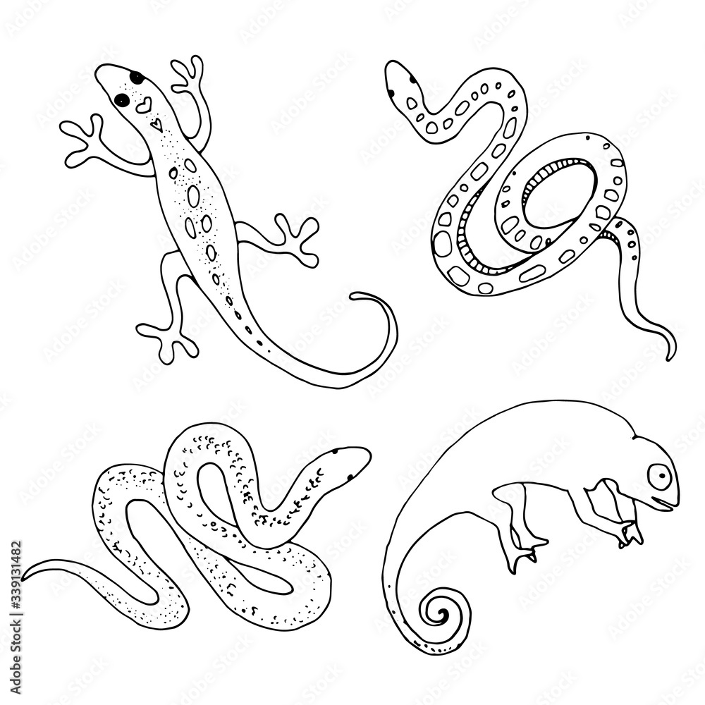 Fototapeta premium Set of hand drawn reptiles contour drawing.