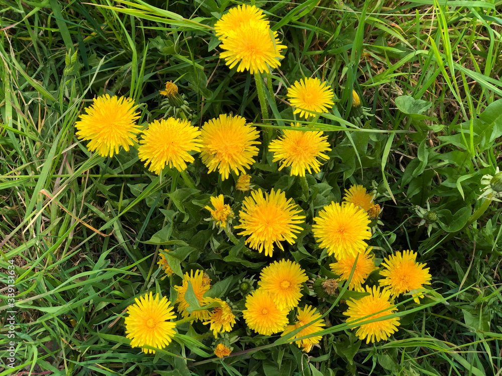 Obraz premium yellow dandelions on green grass close-up top view. Springtime. Postcard. Copy space. Mother's day, 8 March