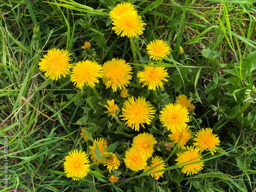 yellow dandelions on green grass close-up top view. Springtime. Postcard. Copy space. Mother's day, 8 March