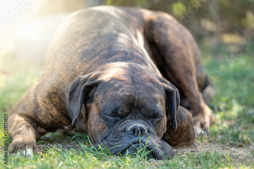 German boxer is sleeping photo