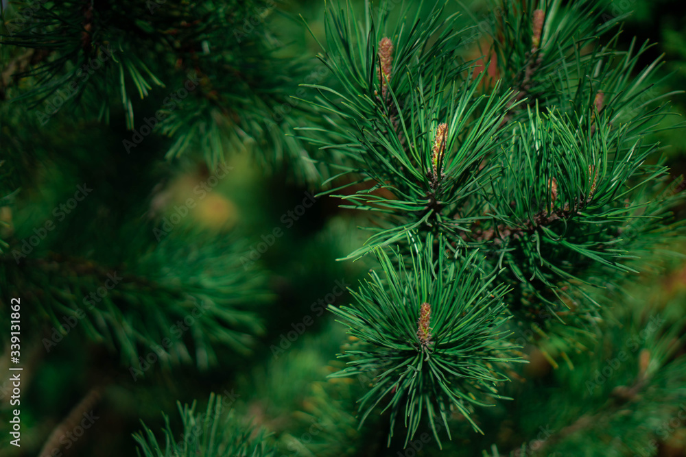 pine tree branches