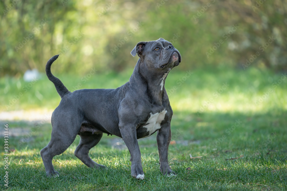 Mais de 1.500 fotografias de stock, fotos e imagens Royalty-Free sobre Cão  Pastor Old English - iStock