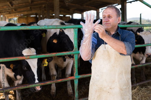 farmer prepares for artificial insemination of cows photo