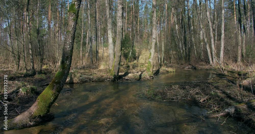 A Stream of Water across Trees in a Forest A Stream of Water across Trees in a Forest