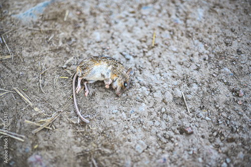 little frozen dead mouse on a dirt road