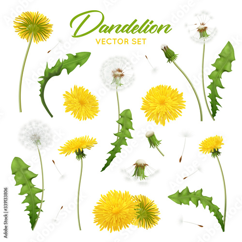 Dandelion Flowers Realistic Set