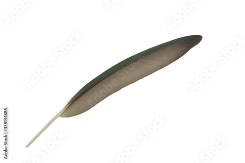 Beautiful green macaw parrot lovebird feather isolated on white background © nadtytok28